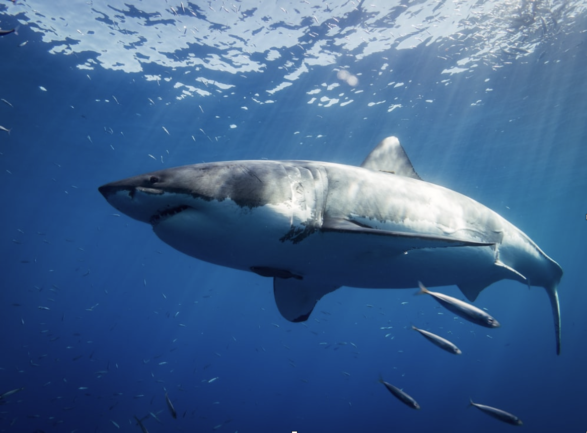 Reputation Repair: How We Can Use Modern Tools to Improve Shark Conservation