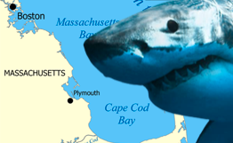 Great white shark detections near Jaws filming location reach over 150,000 