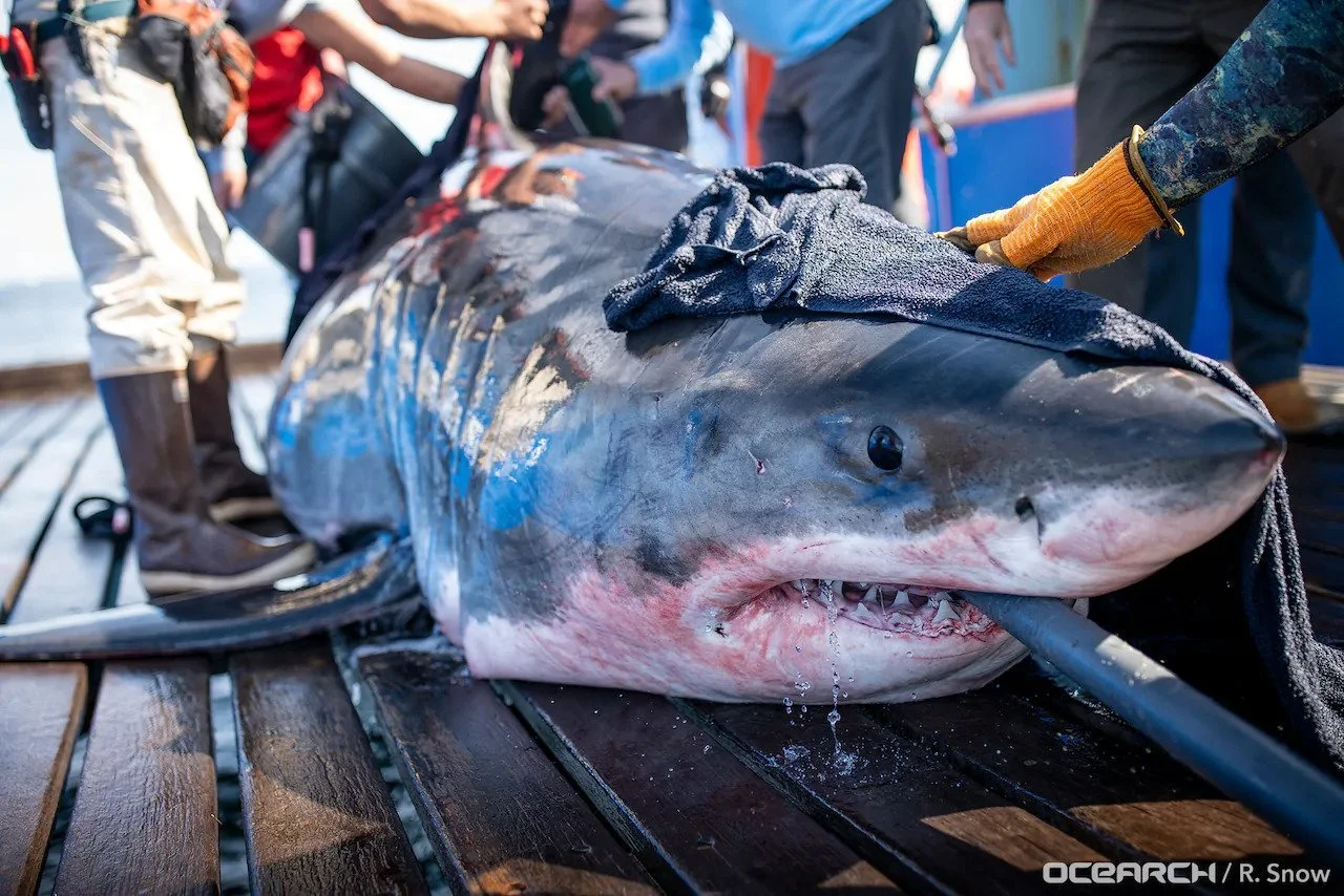 Ironbound Great White shark swims close to infamous Jersey Shore shark attack site