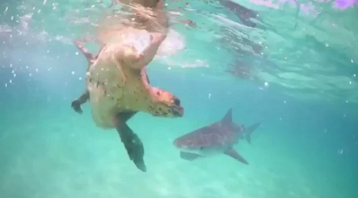 Sea turtle’s daring escape from jaws of tiger shark