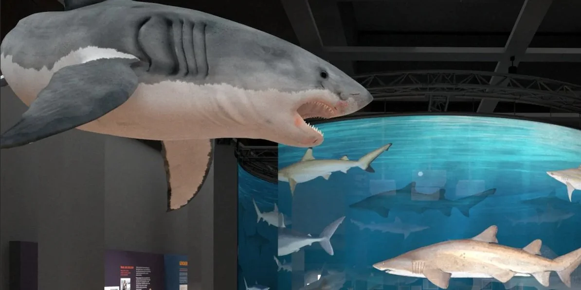 A shiver of sharks is heading to Australia for exciting new show