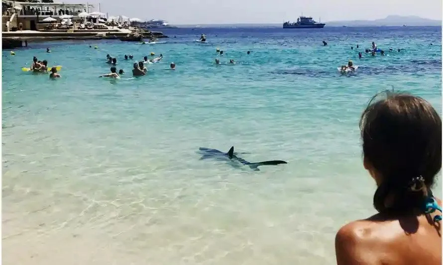 Jaws and The City