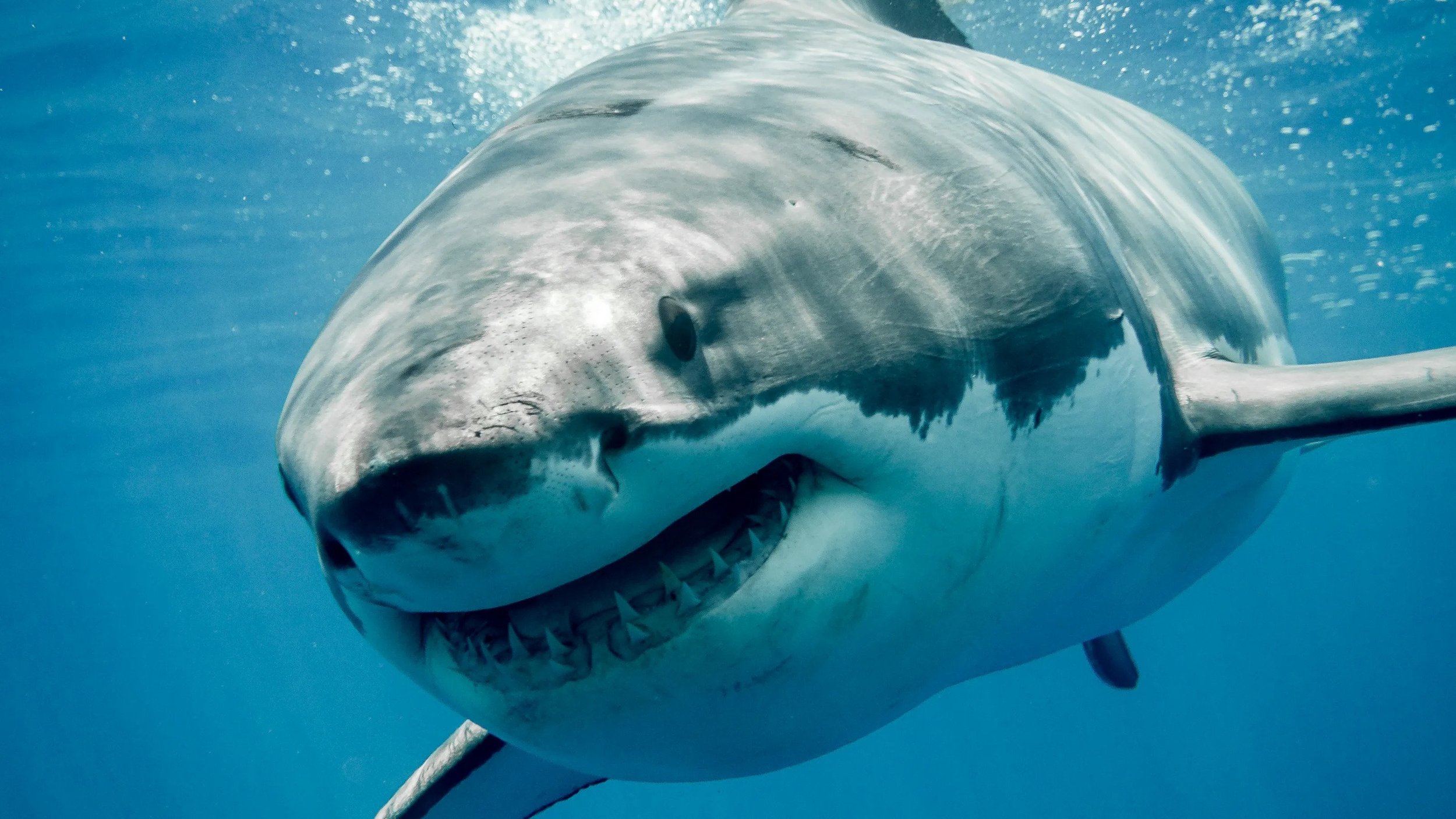 After man survives 20-foot great white shark attack, here’s some ways you can stay shark safe