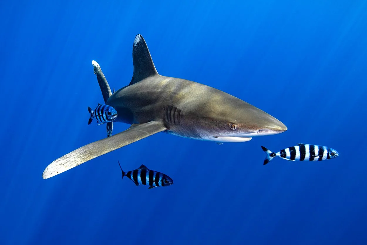 History repeating? Shark attack deaths occur near same resort as 2010 'Egyptian-Jaws'