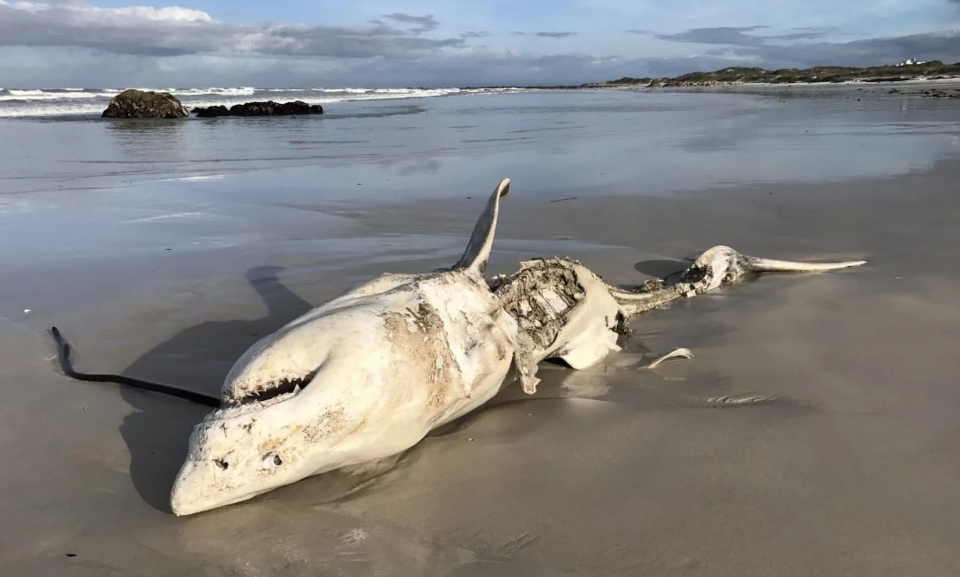 Great fright sharks: Orcas kill Jaws sharks 