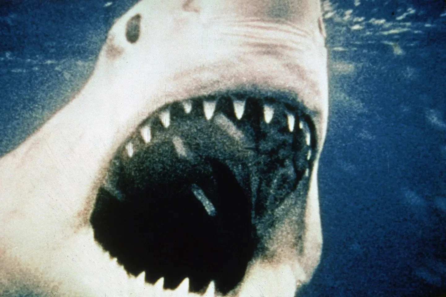 Could a Great White shark the size of 'Jaws' really exist?