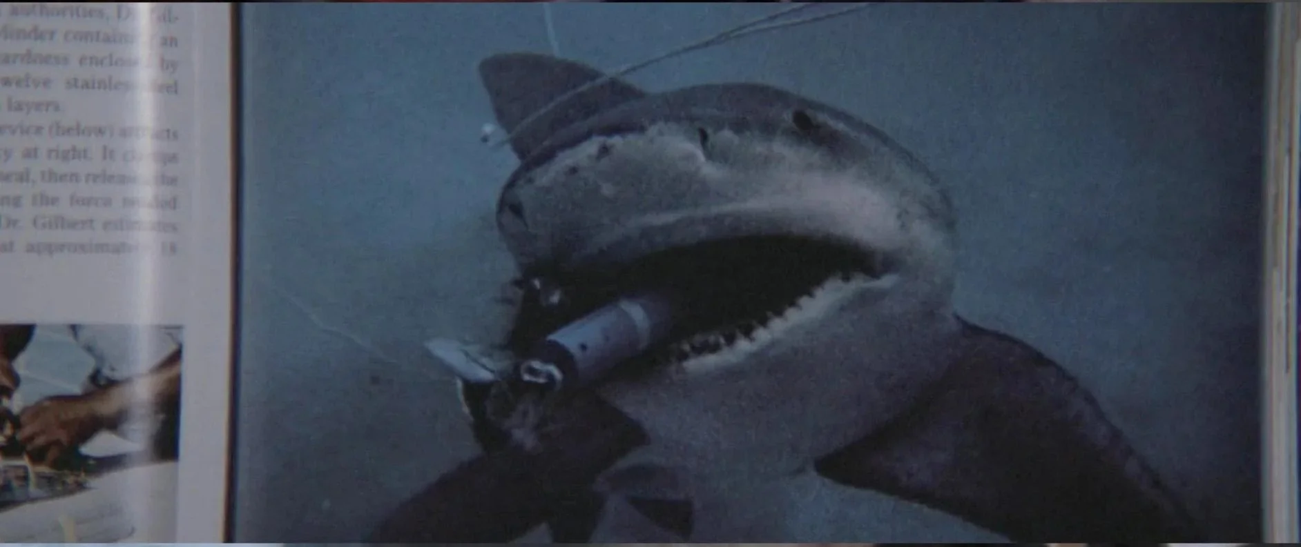 JAWS: A Masterclass in Foreshadowing