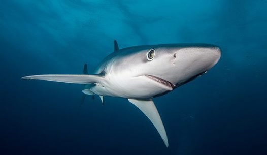 Woman bitten by shark in UK waters pleads for calm