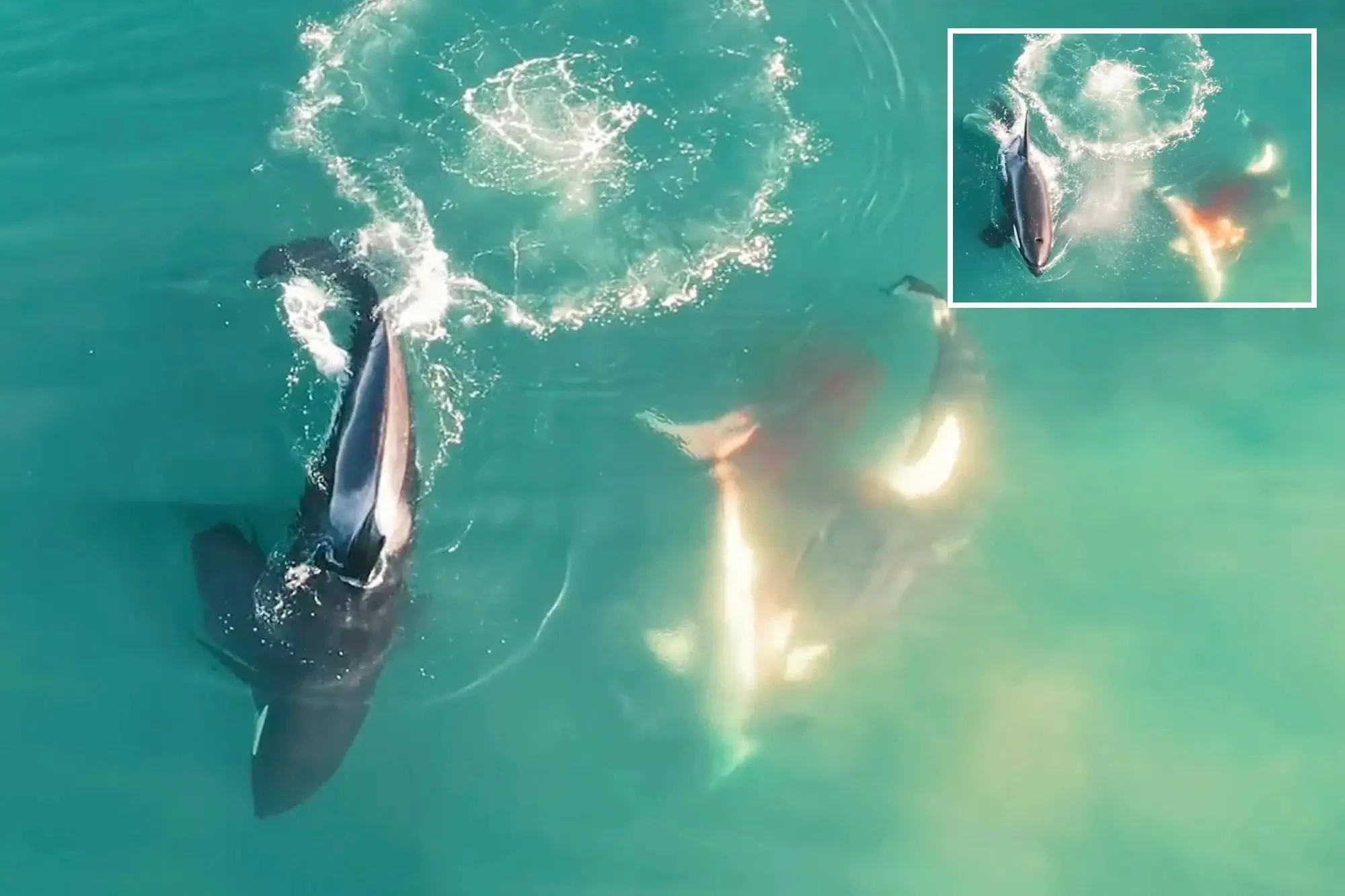 Astonishing drone footage captures death of great white shark by Orcas