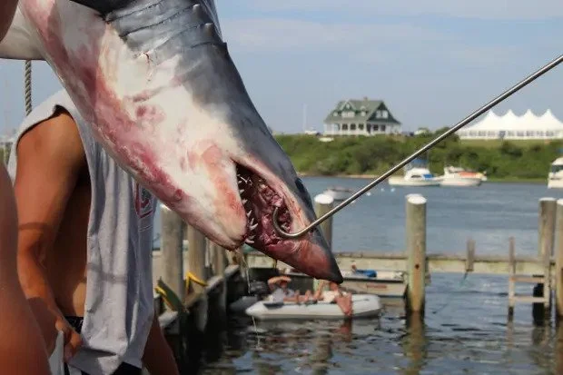 Jaws fan helps put an end to infamous New England shark kill tournament