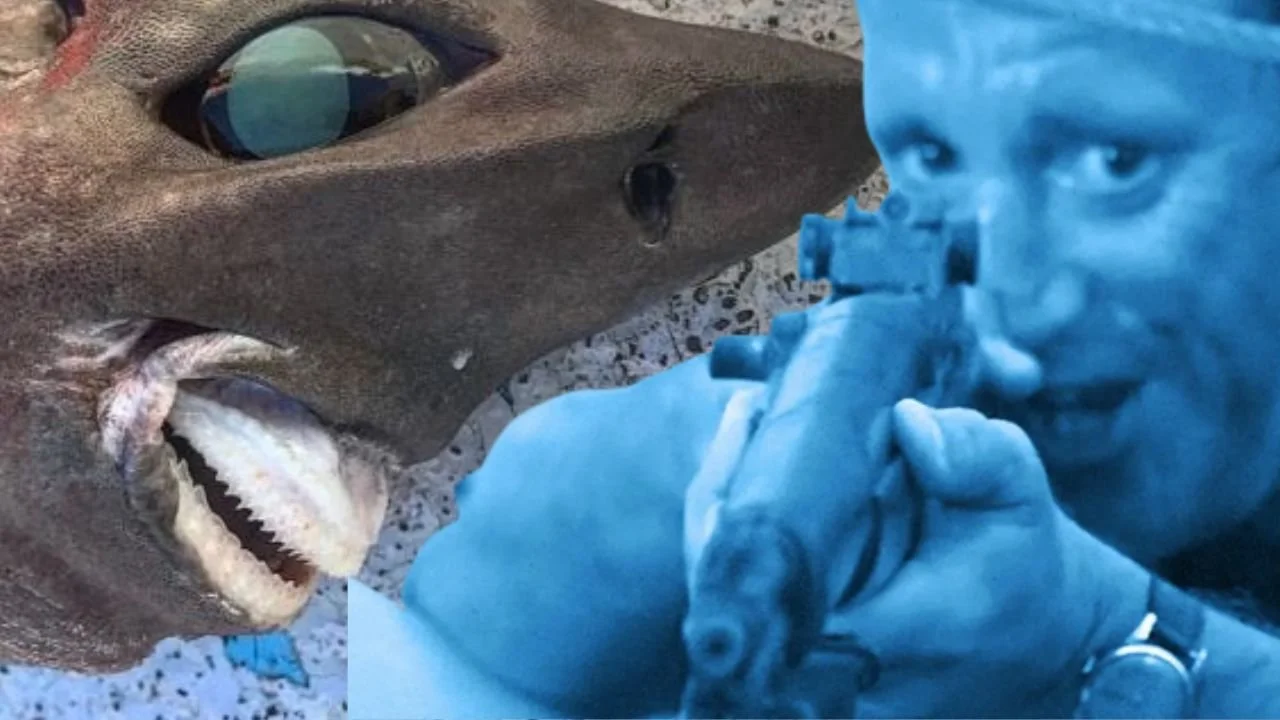 Smile you son of a bitch! 'Smiling shark' provokes debate as to its species