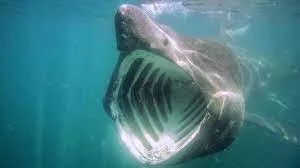 Basking sharks now protected off coast of where Jaws Quint actor called home