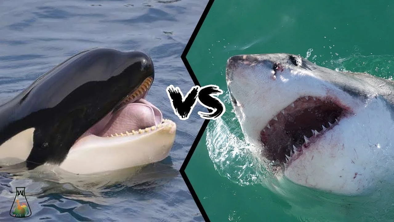 Orca's revenge on Jaws sharks
