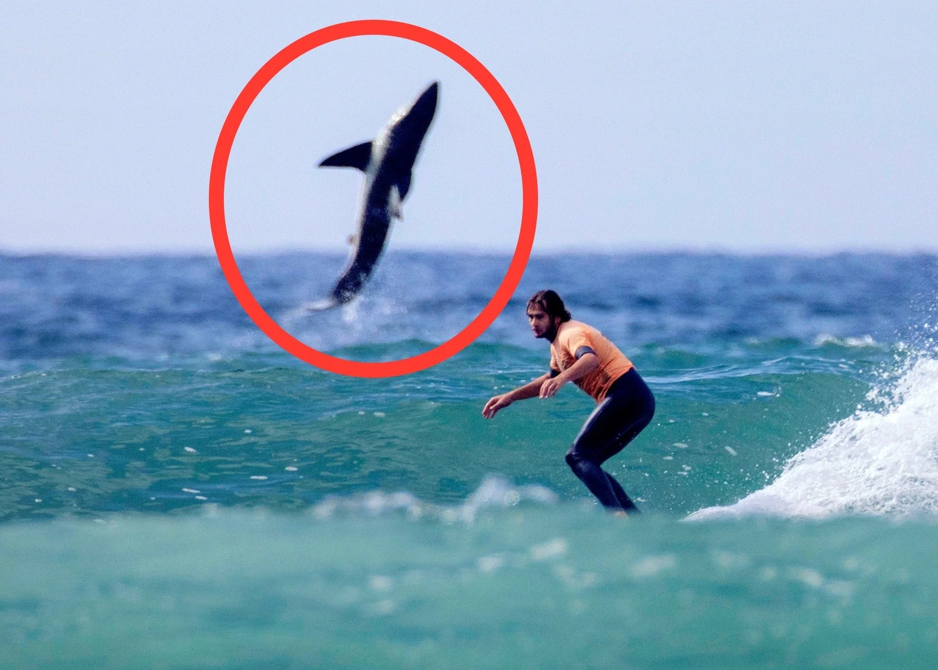 Surfs Up.... And So Is A Great White Shark In Jaws-ome Photo