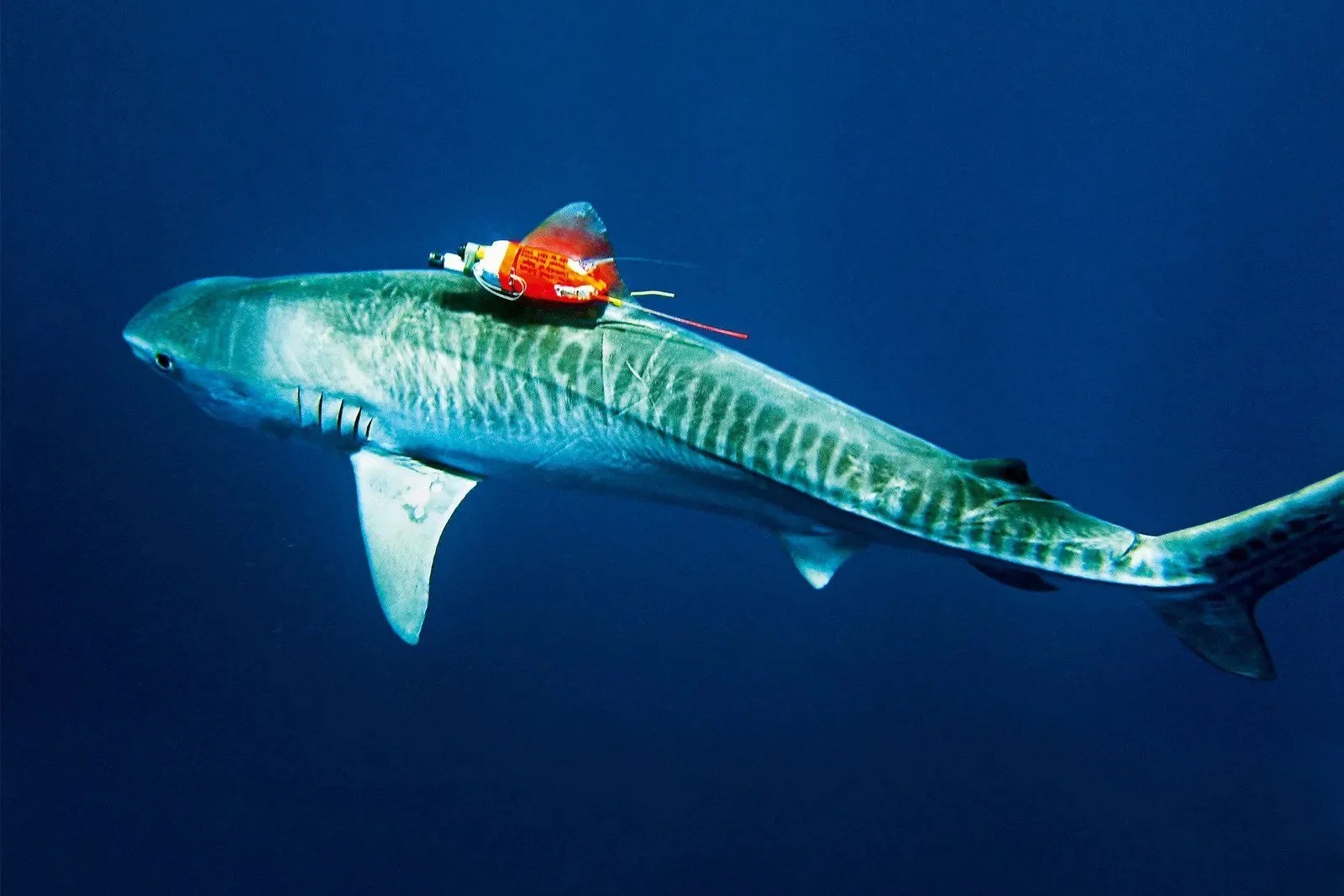 Tiger sharks help map world's largest seagrass discovery with cameras on their backs