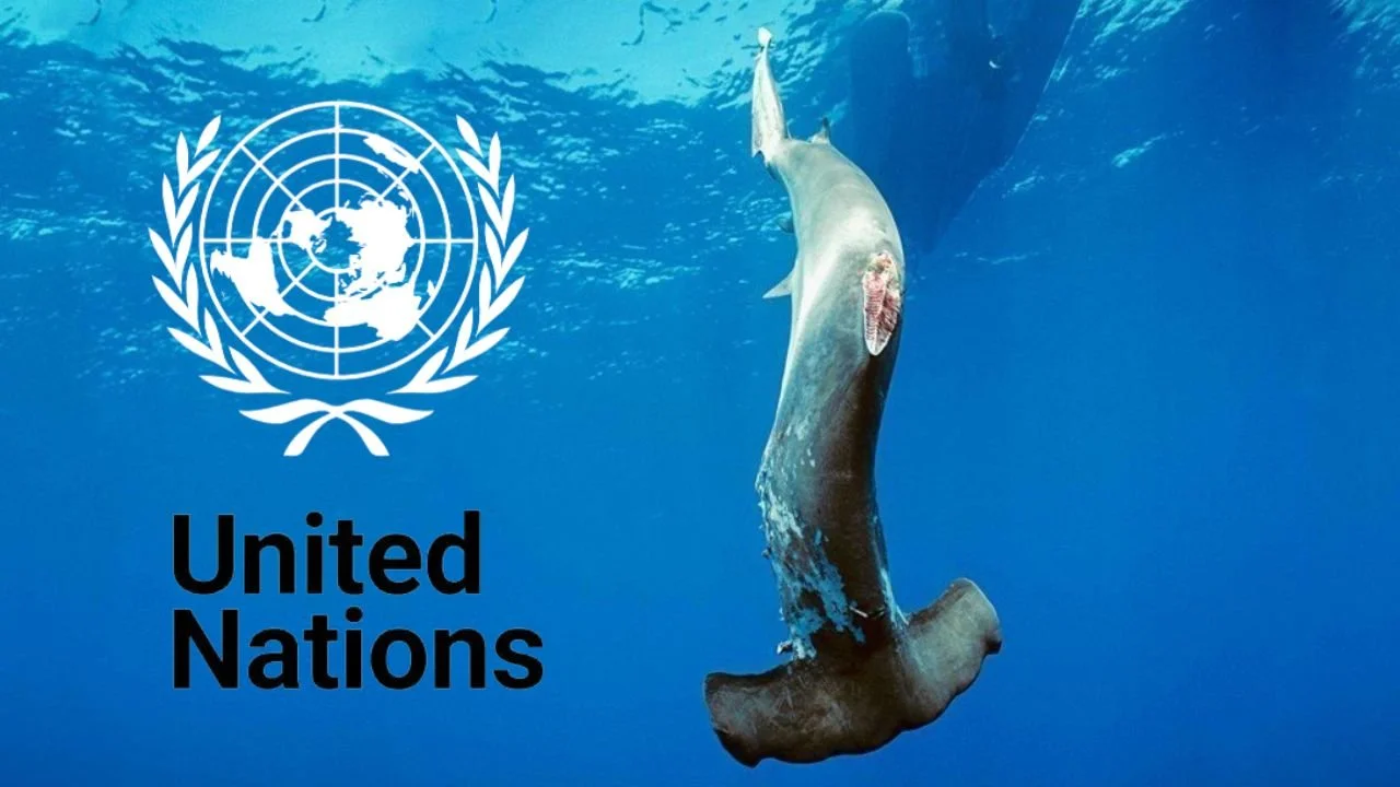 Vote means shark fin soup is one step closer to being off the menu