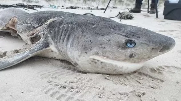Almost 20 sharks slain in a single day by Orca predator duo Port and Starboard