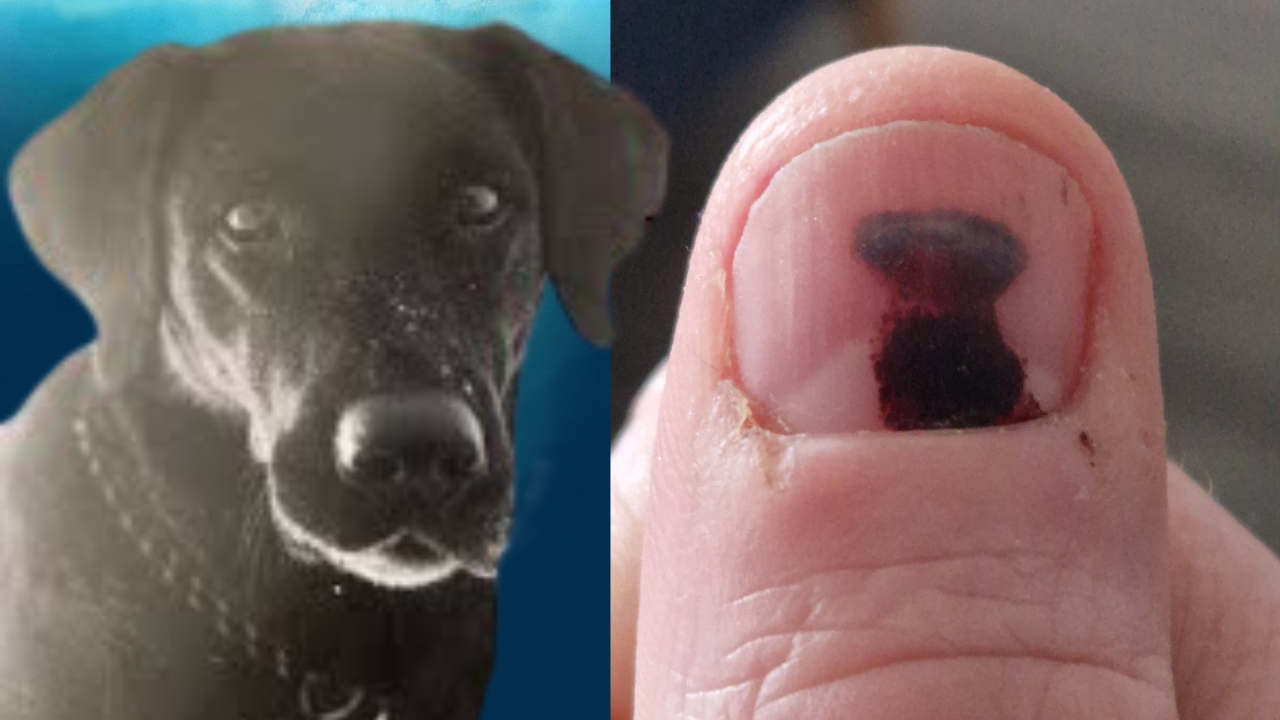 Forget Jesus in toast, we’ve got JAWS dog Pipit on a nail