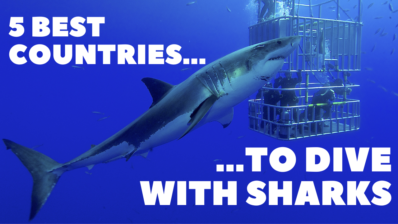 5 best countries to dive with sharks