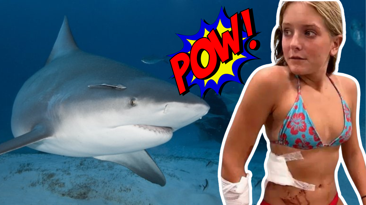 Girl, 13, punches shark in hair-raising shark encounter