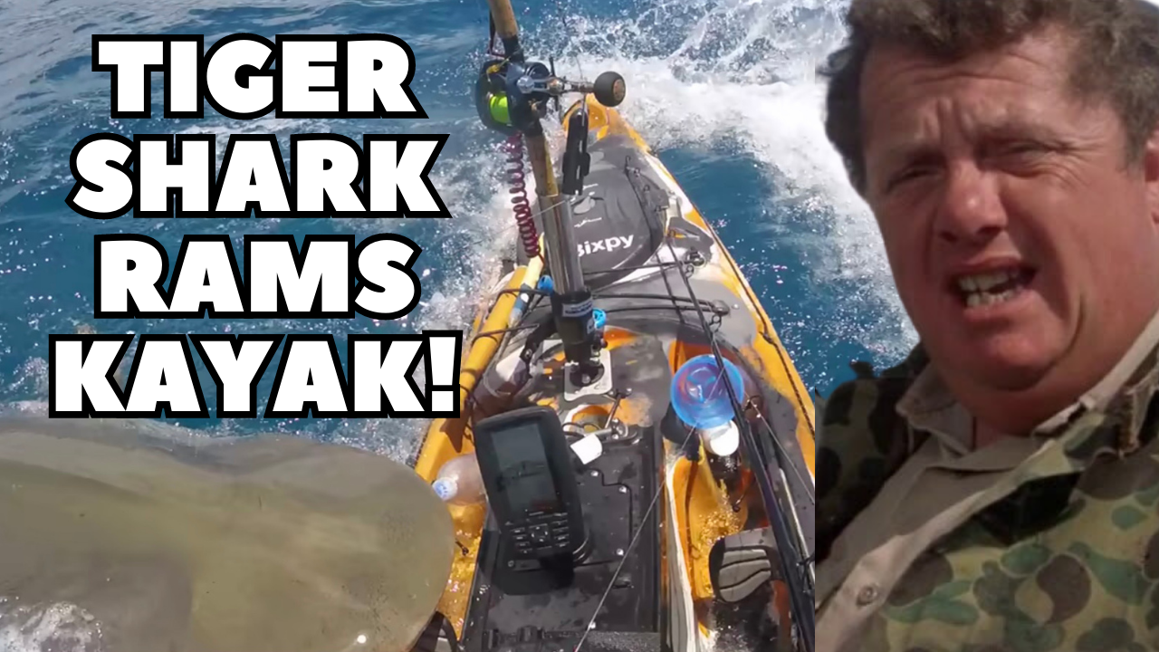Tiger shark kayak ram caught on film!