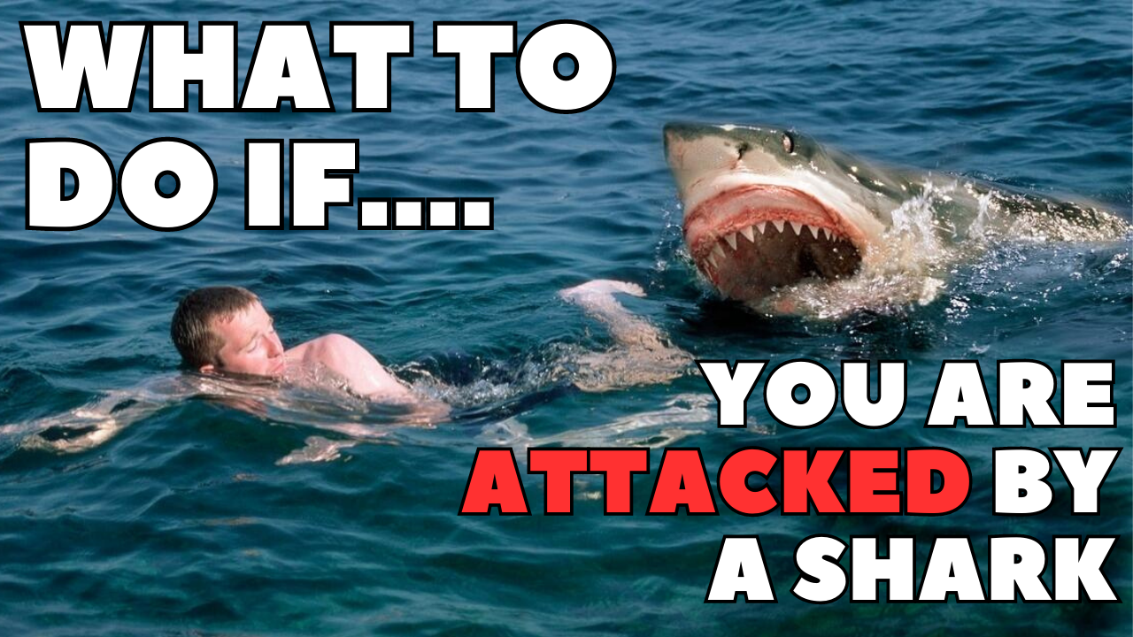 What to do if you are attacked by a shark