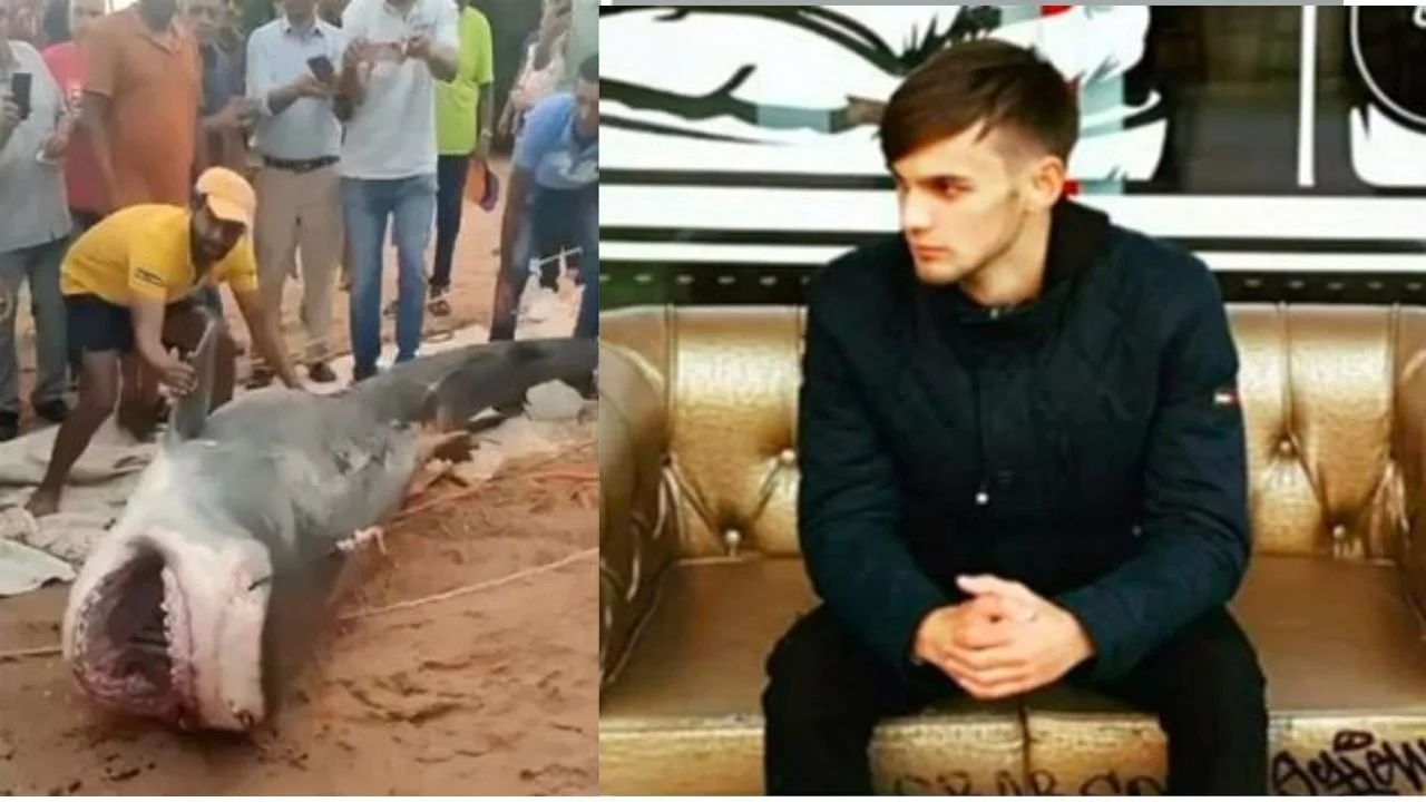 Disturbing video of Egypt fatal shark encounter raises serious ethical concerns