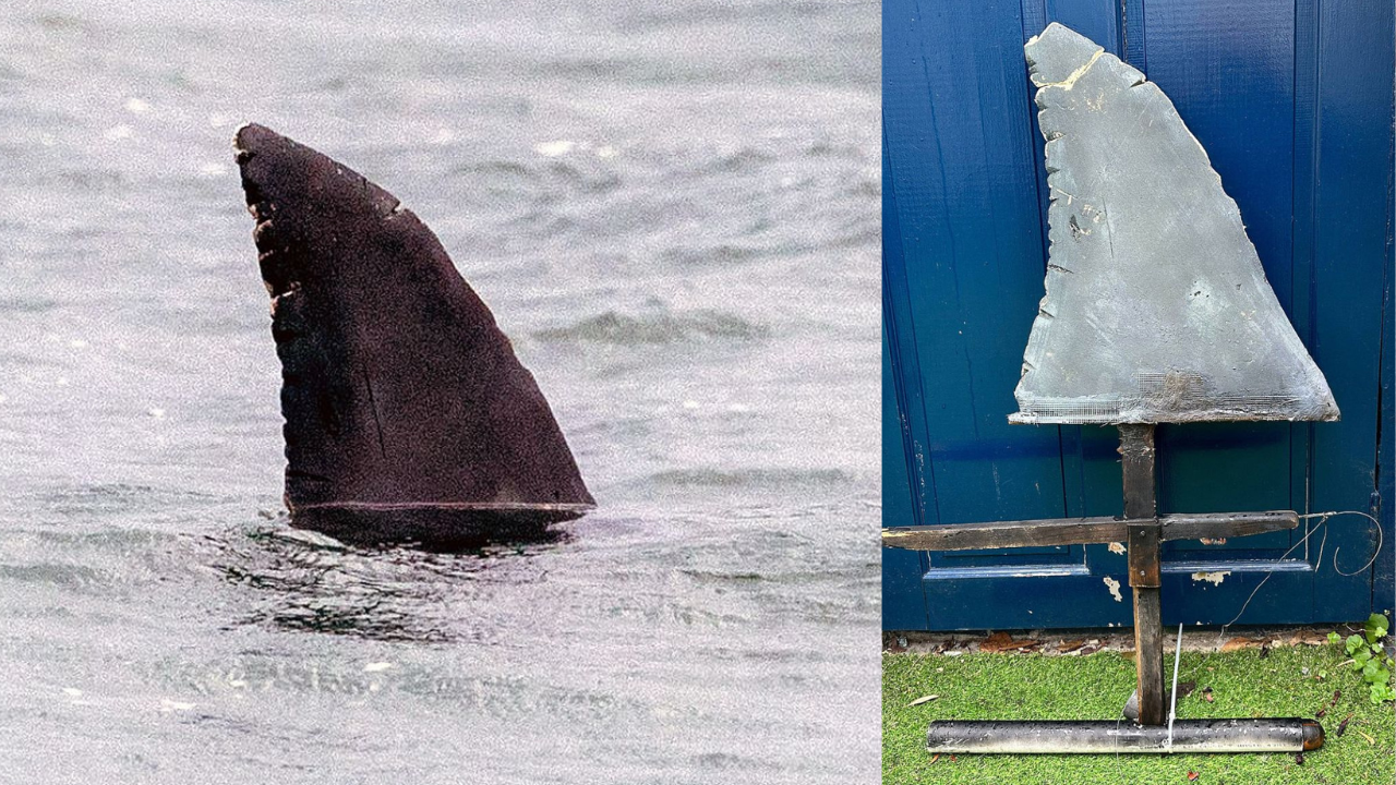 Shark fin hoax echoes scene from JAWS 
