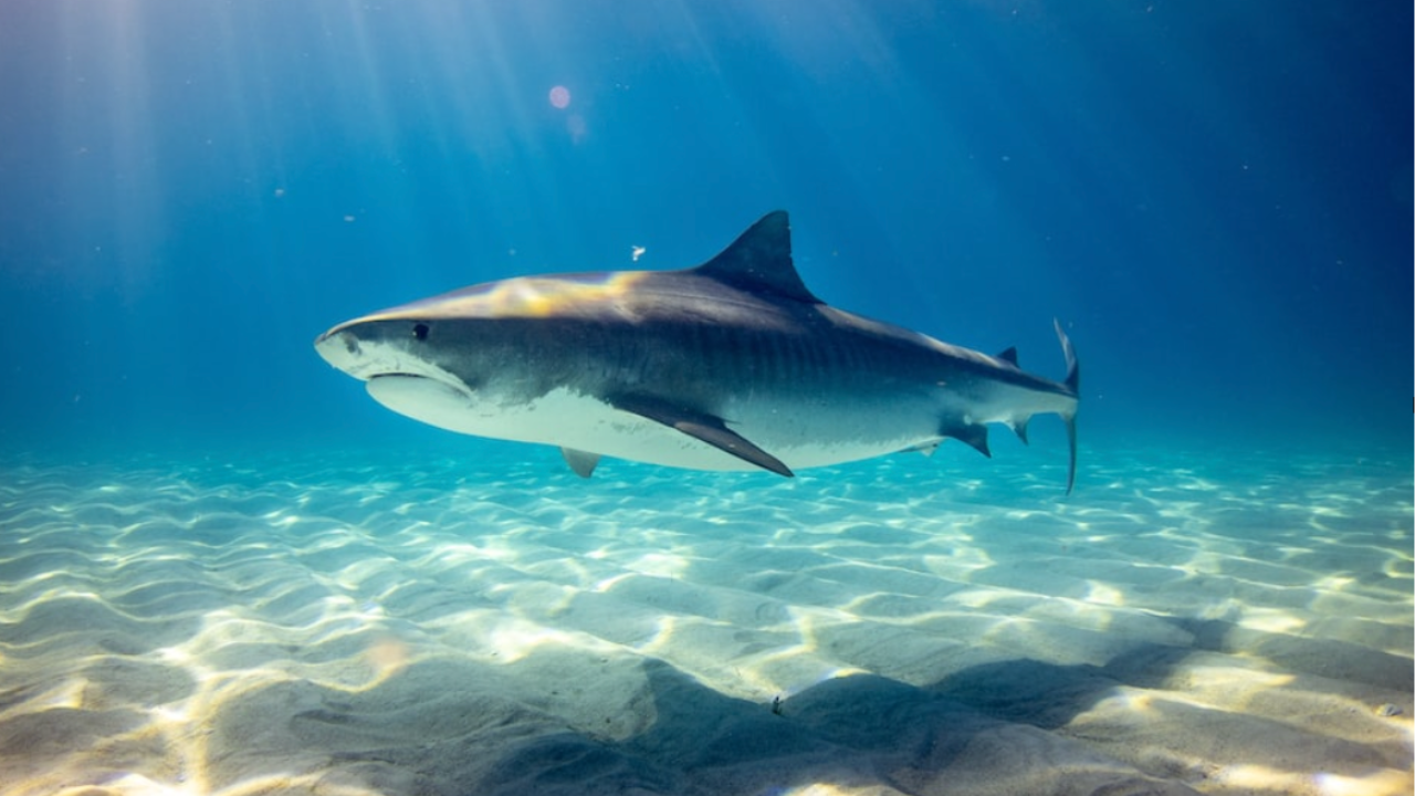 Shark Science: How Students Can Dive into Marine Biology