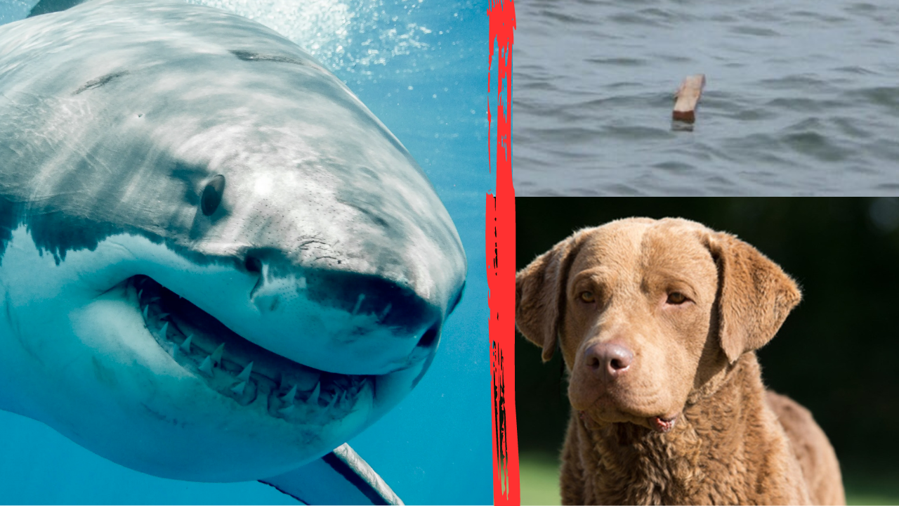 Great White shark kills dog in scene echoing JAWS 