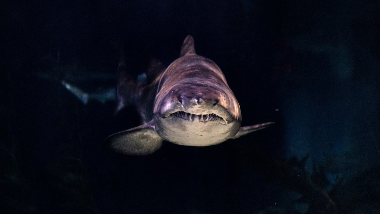 Analysis of the Movie Jaws for College Essay