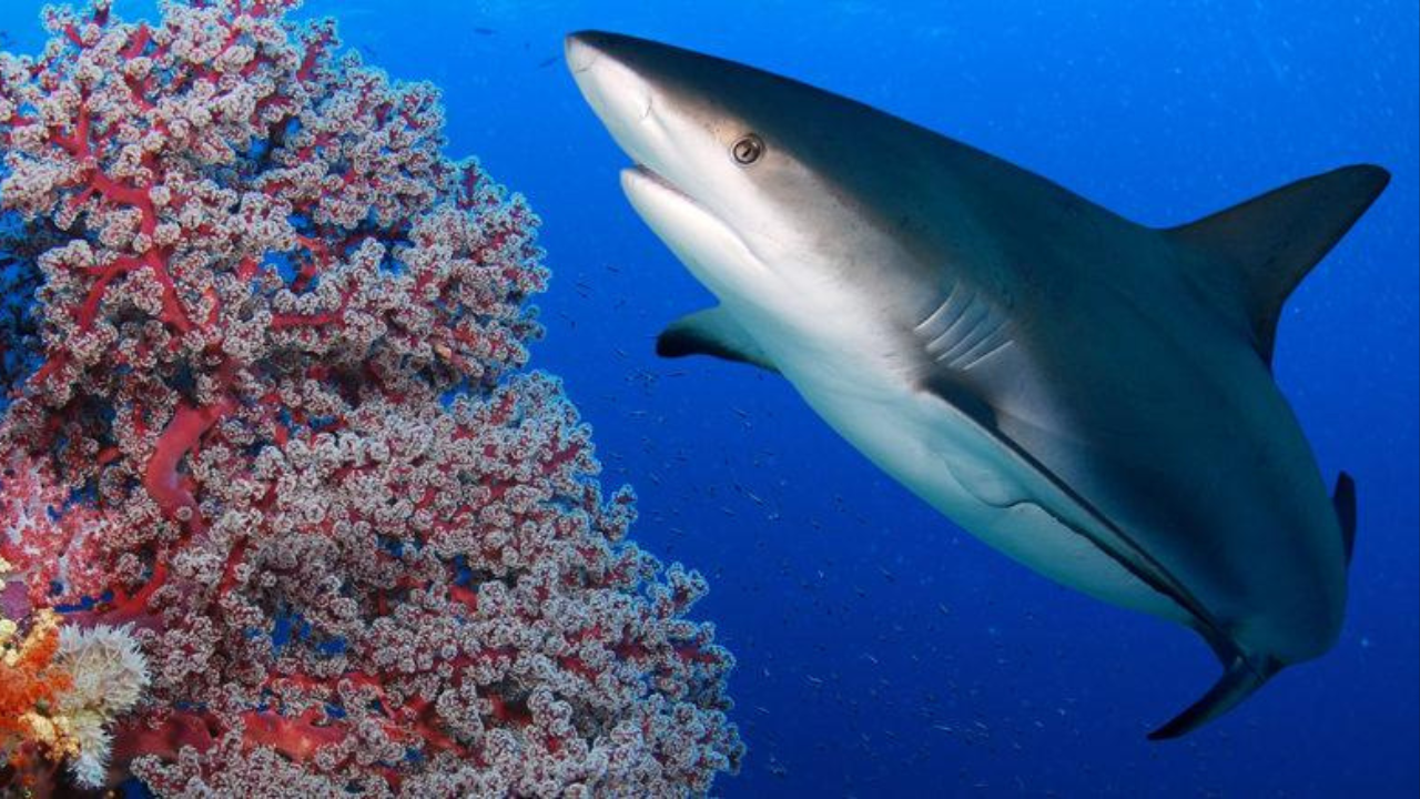 Shark Ecology and Marine Ecosystems: Lessons on Biodiversity