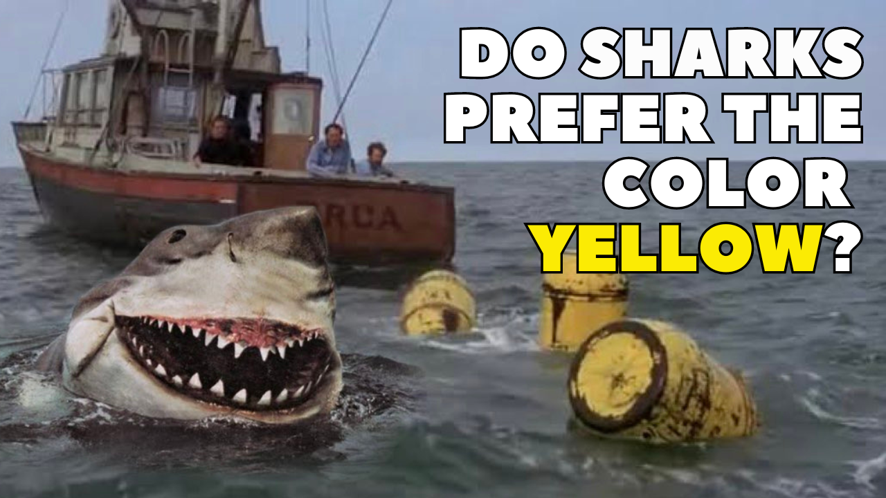 Do sharks PREFER the color YELLOW?