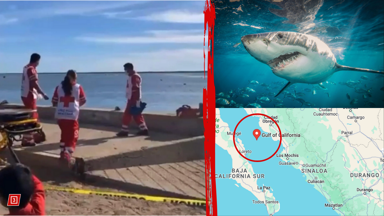 Mexican diver killed after leg bitten off during Great White shark encounter