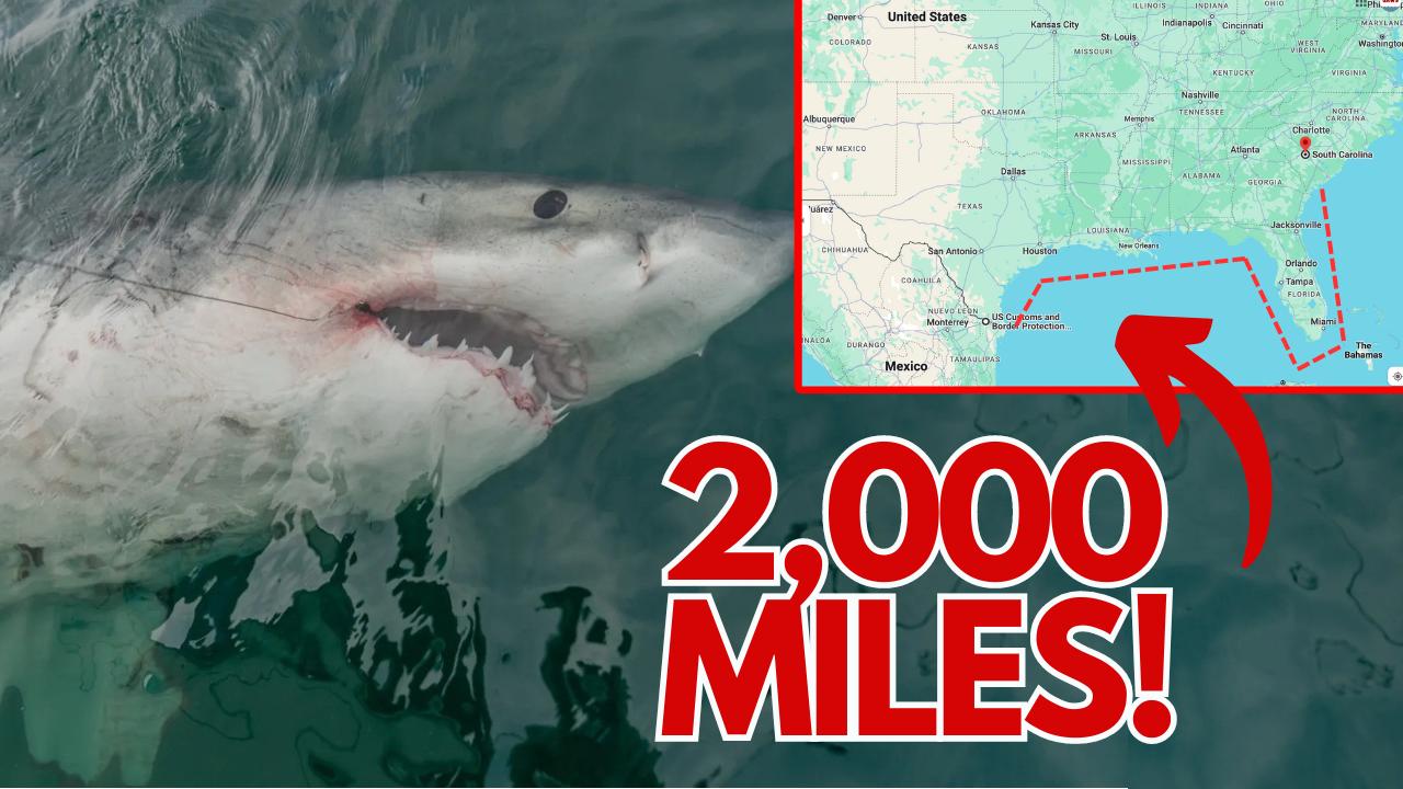 'JAWS shark' makes record 2,000-mile journey from US to Mexico