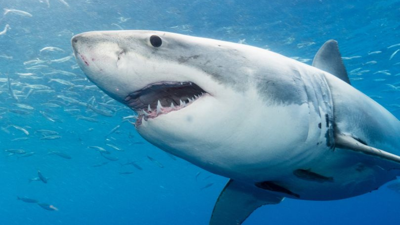 JAWS-ome 'Shark Month' events coming to Plymouth