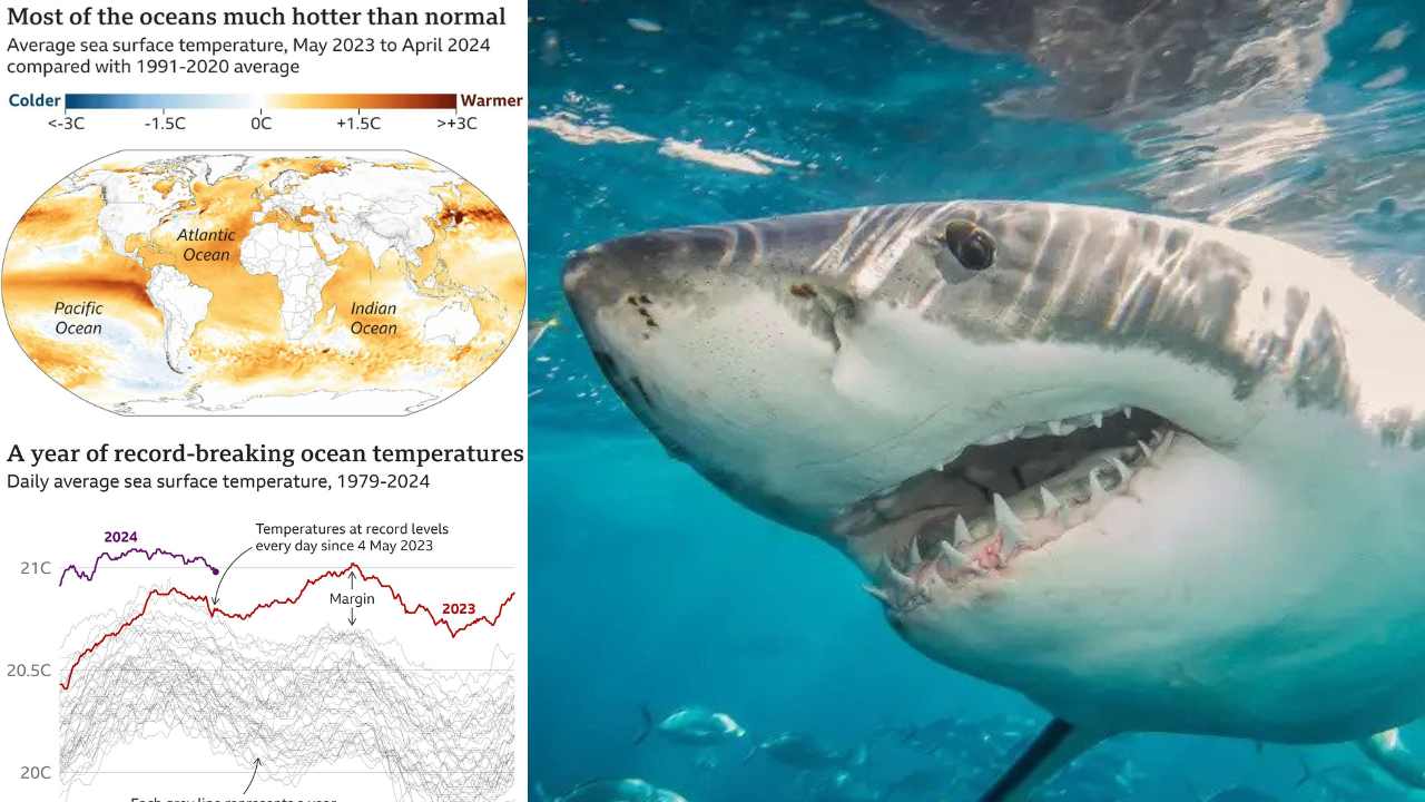 Sharks threatened by record-breaking year of ocean heat
