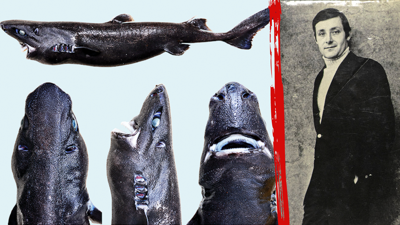 Etmopterus benchleyi: The shark named after JAWS author Peter Benchley