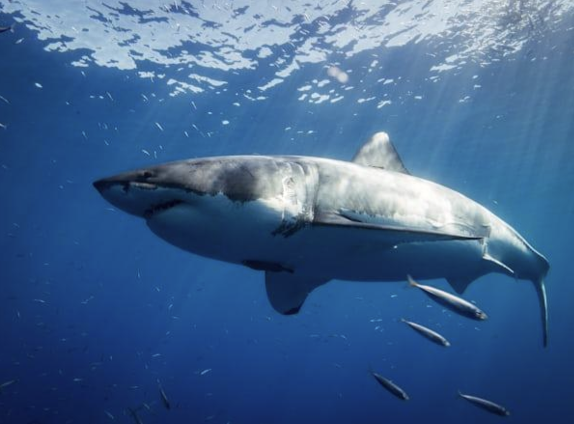 Analyzing Shark Attack Scenes: What Makes Them Thrilling?
