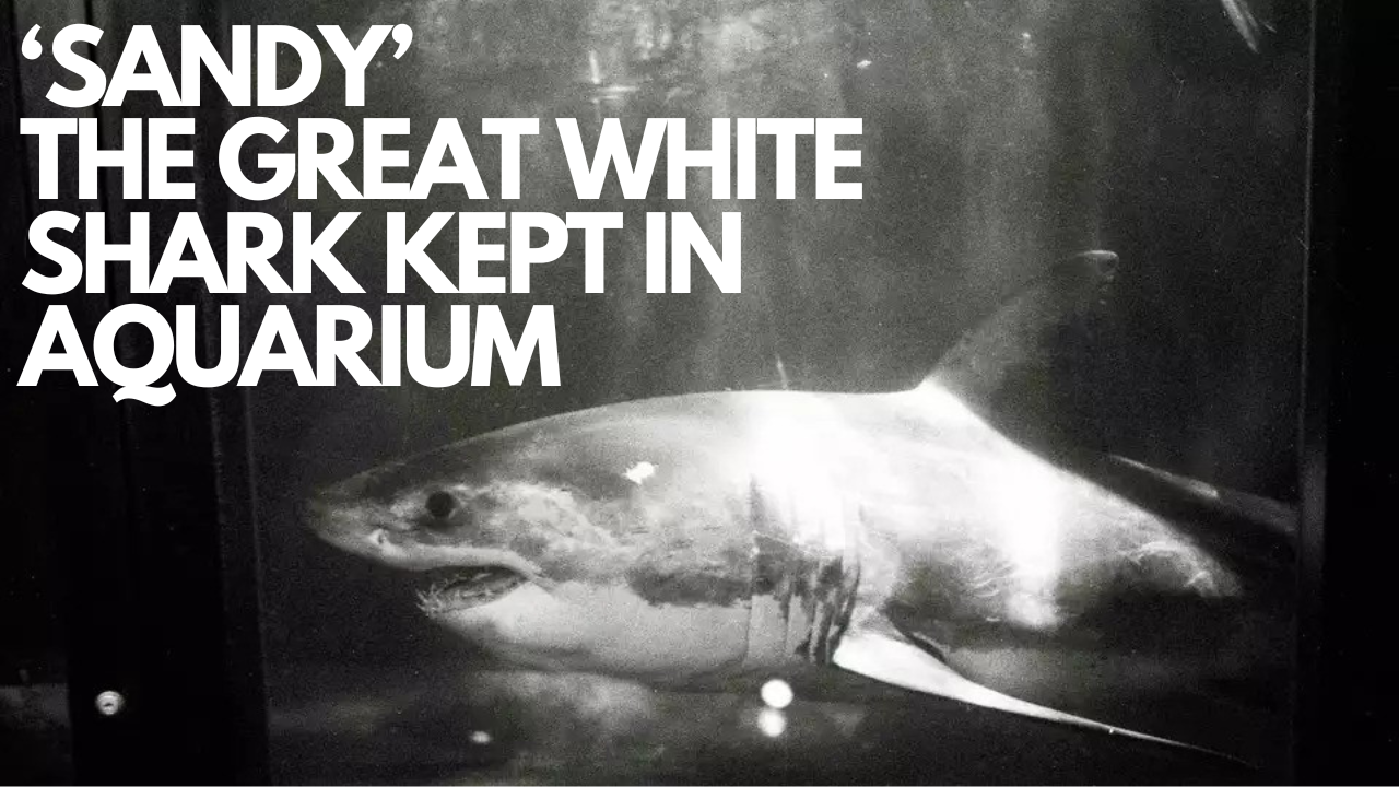 Sandy the 'JAWS' shark who lived in a San Francisco aquarium for five days 