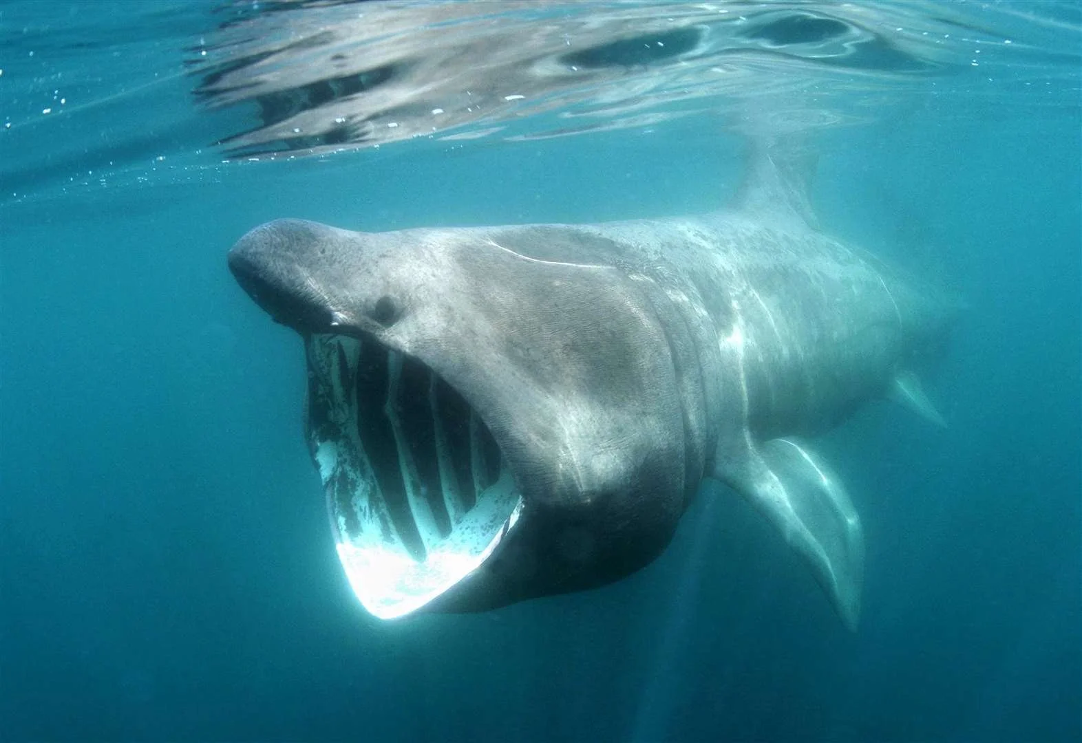 What Every Student Should Know Before Writing About Sharks
