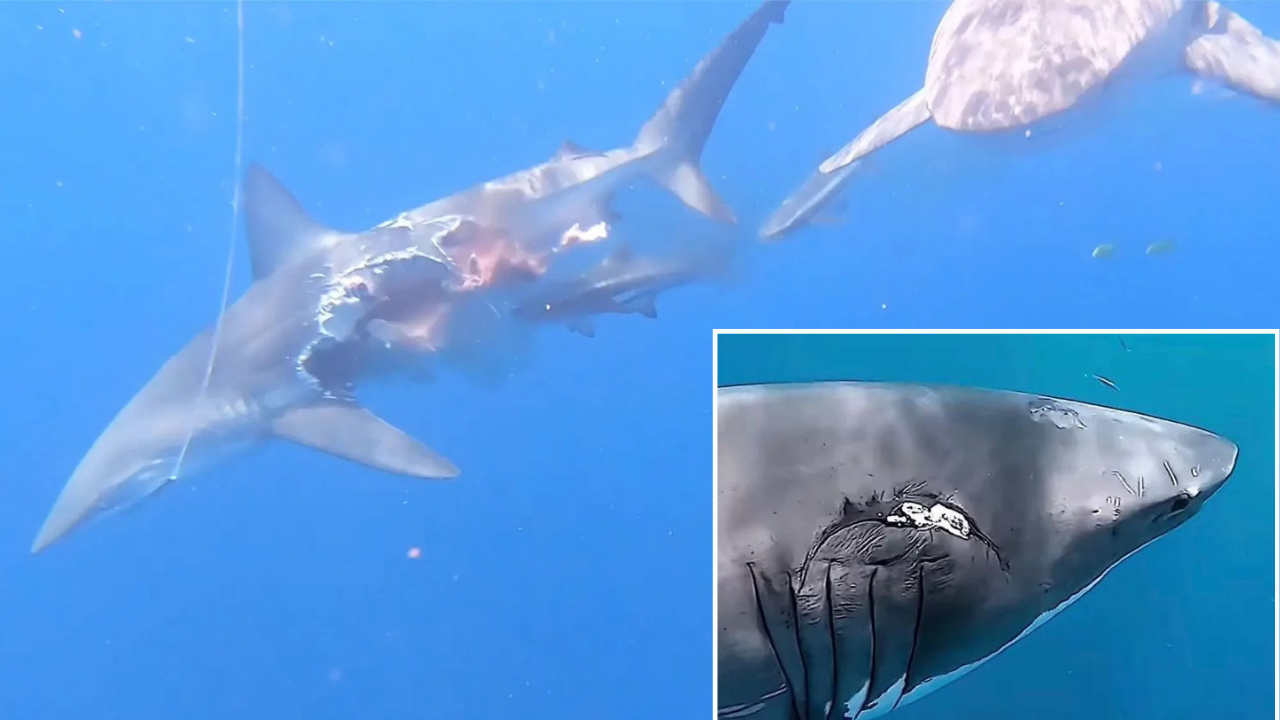 Large sharks are eating other large sharks in shocking new discovery