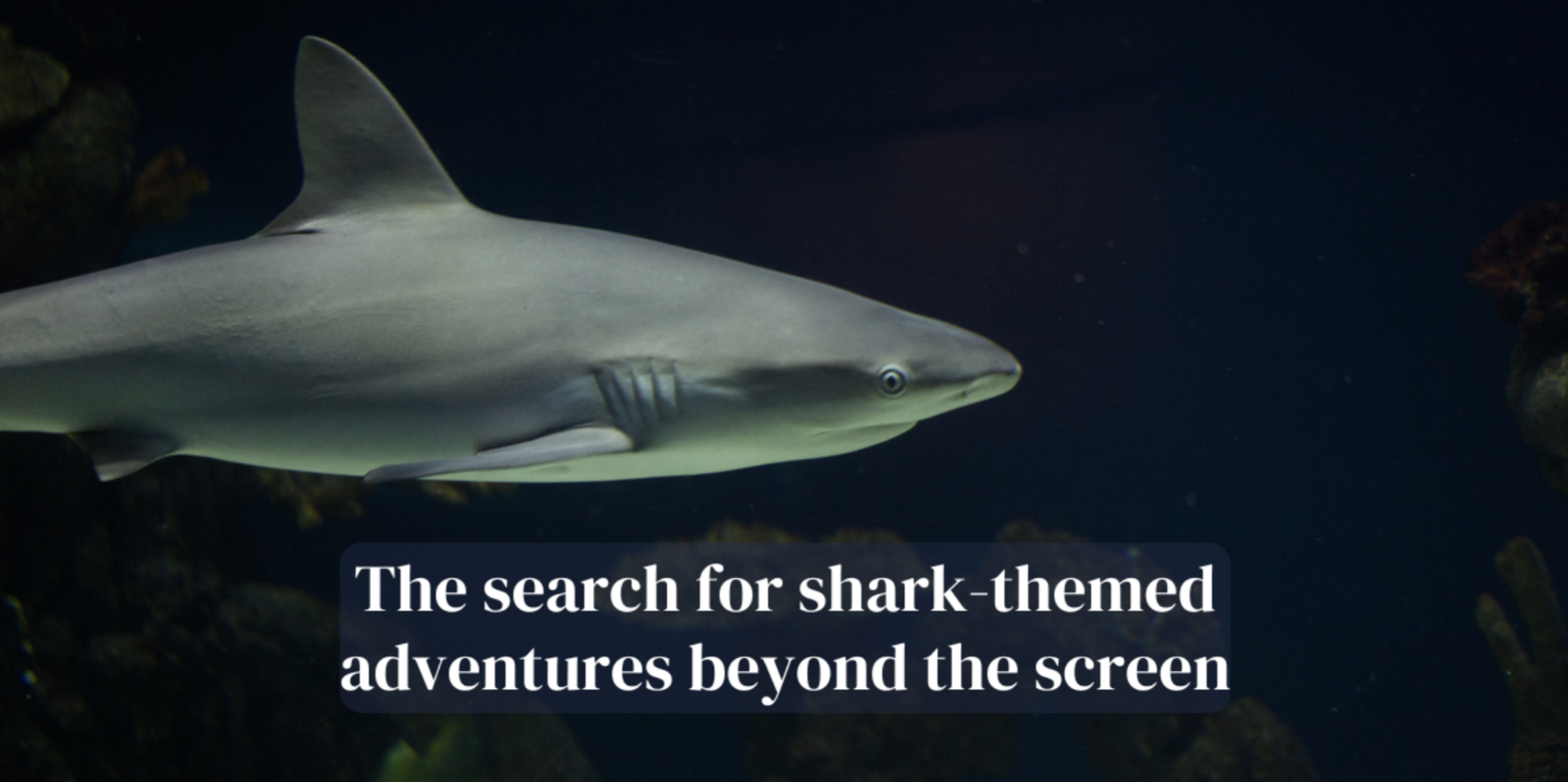 The search for shark-themed adventures beyond the screen