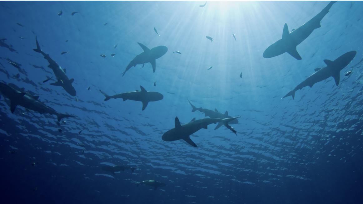 50 Years of Fear: How Jaws Inspired Shark Casino Games