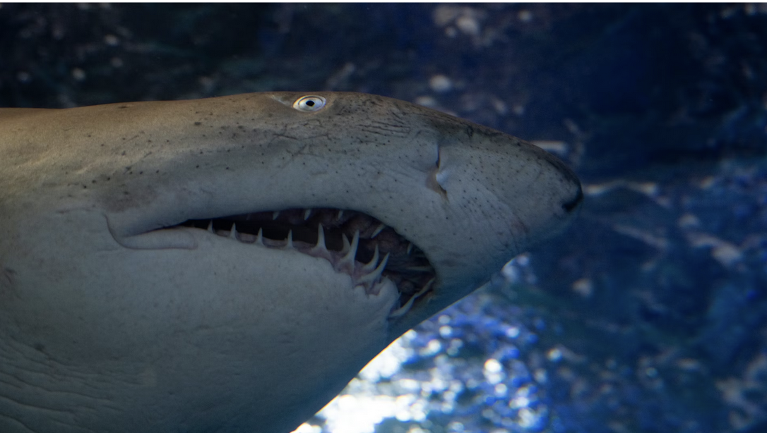 The Most Dangerous and Peaceful Shark Species: A Detailed Breakdown