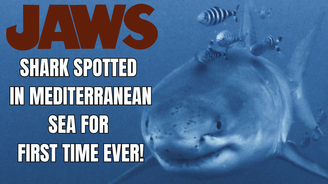 JAWS shark spotted in Mediterranean Sea for first time