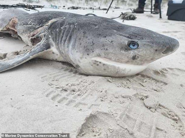 Almost 20 sharks slain in a single day by Orca predator duo Port and