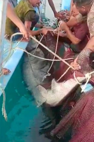Disturbing video of Egypt fatal shark encounter raises serious ethical