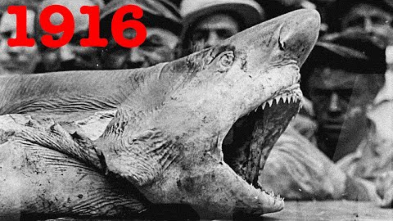 The ten scariest shark encounters in history — The Daily Jaws