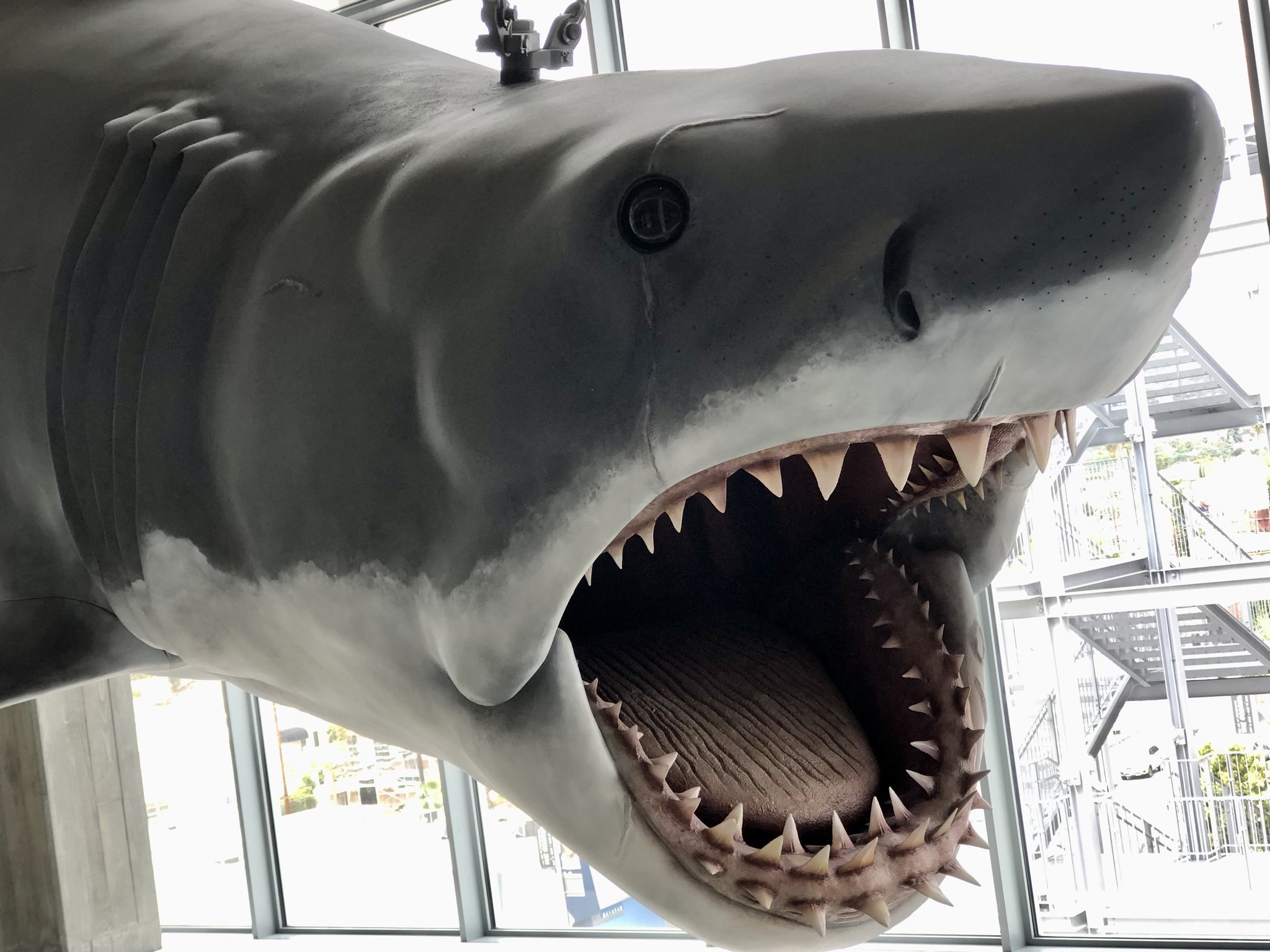 Bruce the shark drops jaws at the Academy Museum — The Daily Jaws